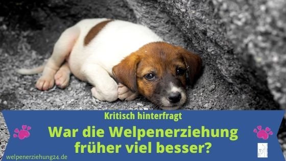 welpenerziehung frueher besser