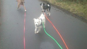 Schleppleinentraining mit mehreren Hunden