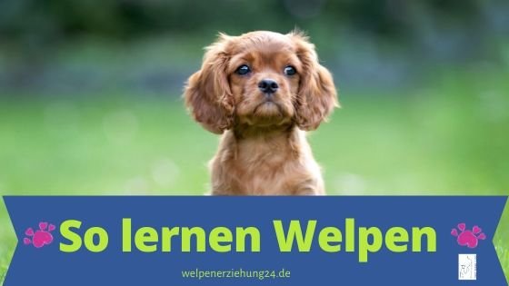 So lernen Welpen