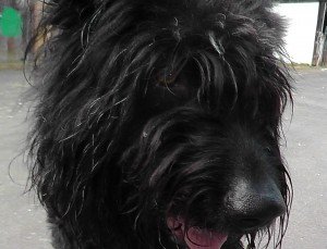 Hütehund