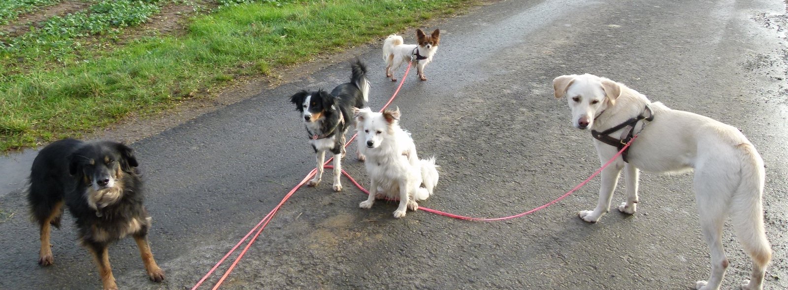 Jule, Muffin, Meringa, Joy und Gizmo