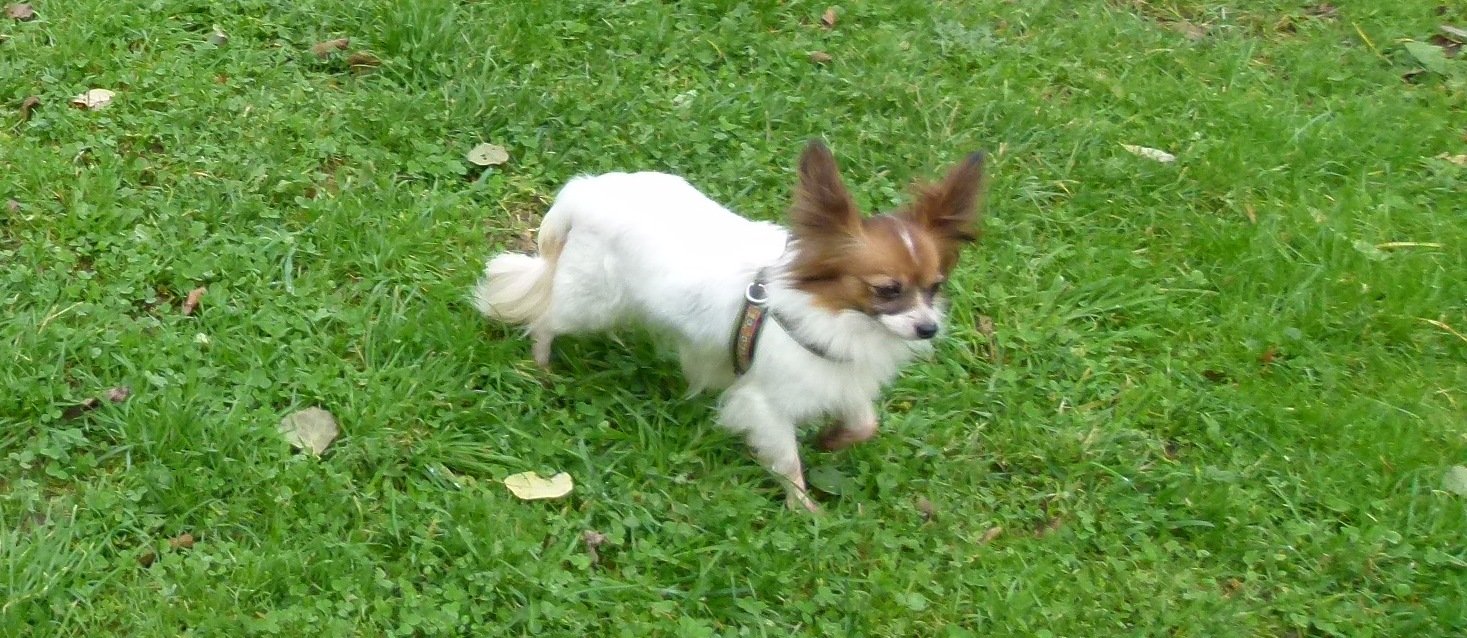 Joy in der Hundeschule
