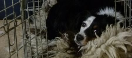 Die Hundebox wird geliebt