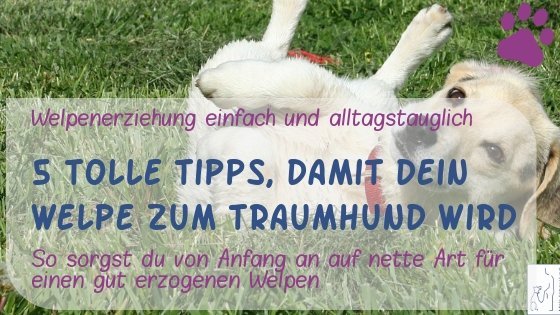 welpenerziehung-tipps