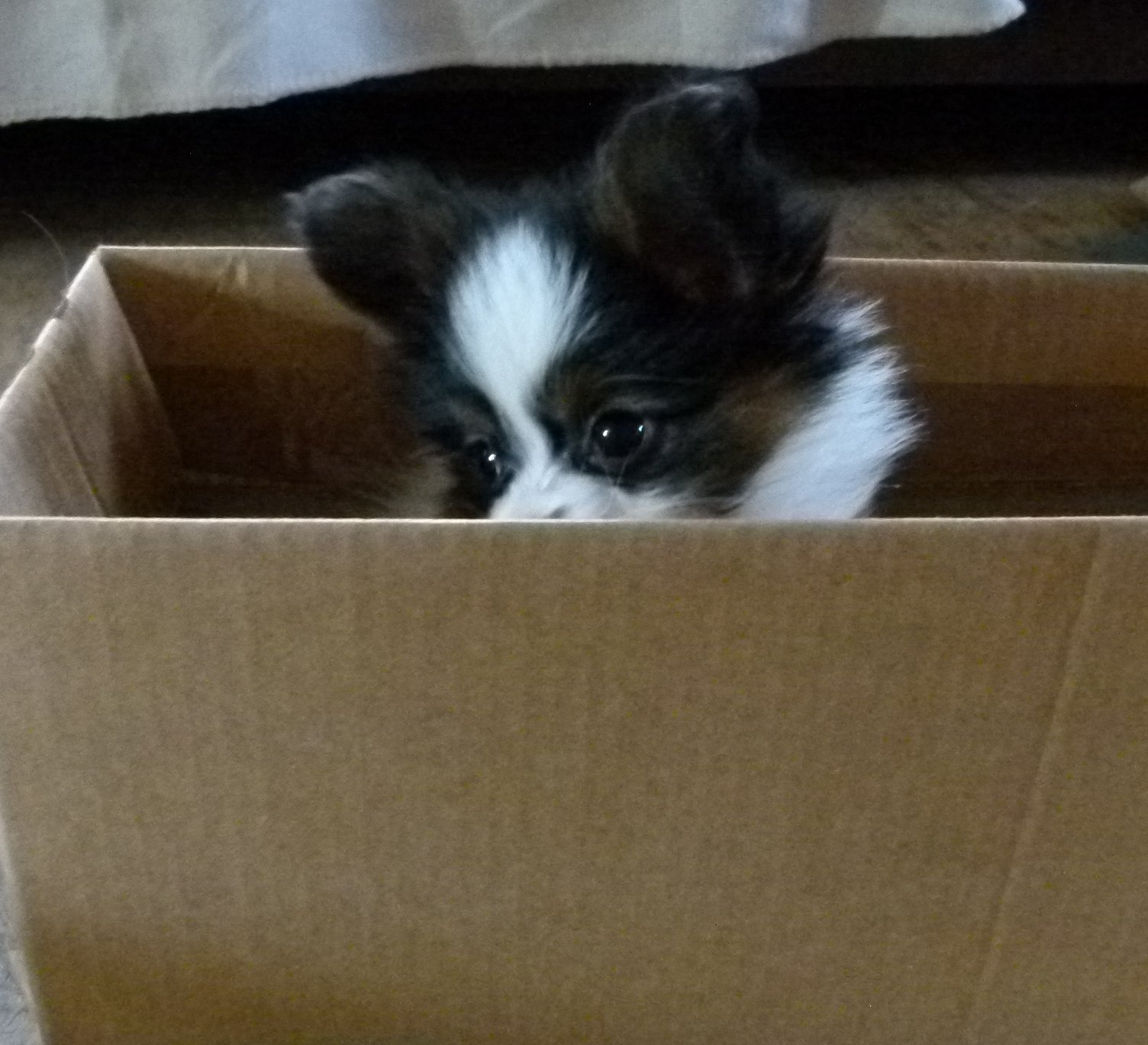 Cleo - Huhu