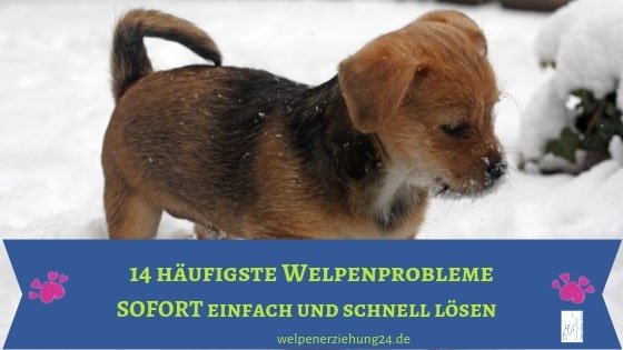 welpenbuch welpenprobleme lösen