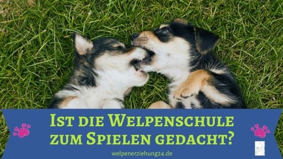 welpenschule zum spielen