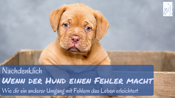 Hund Fehler