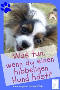 hibbeliger hund - was tun