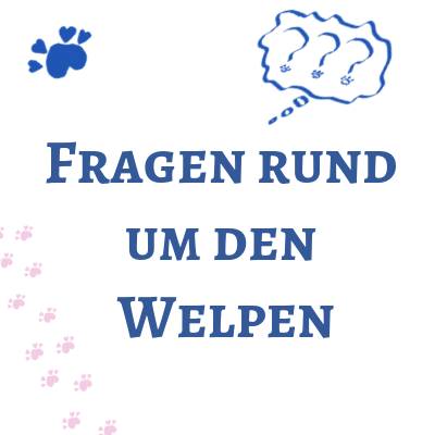 we24-home-welpenfragen-2 rund um den welpen