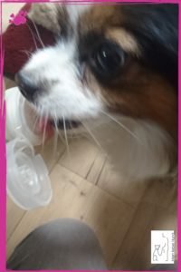 Futtertube lieben Hunde