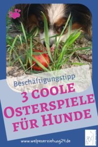 3 coole Osterspiele Hund
